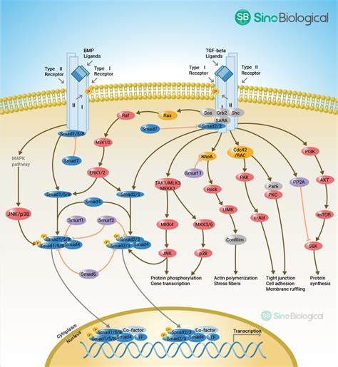 TGF beta signaling pathway .